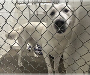 Pyrenees Husky Dogs for adoption in Olathe, KS, USA