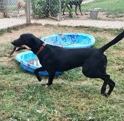 Medium Photo #1 Labrador Retriever Puppy For Sale in Ponca City, OK, USA