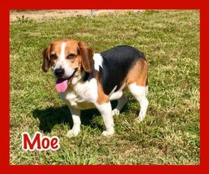 Beagle Dogs for adoption in Jasper, IN, USA