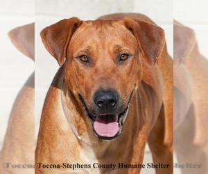 Rhodesian Ridgeback-Unknown Mix Dogs for adoption in Toccoa, GA, USA