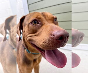 Catahoula Leopard Dog-Unknown Mix Dogs for adoption in Hilton Head, SC, USA