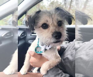 Shih Tzu-Unknown Mix Dogs for adoption in Arlington, VA, USA