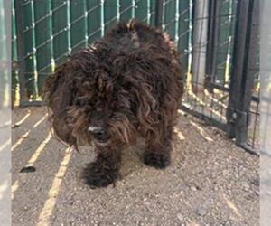 Poodle (Miniature) Dogs for adoption in Camarillo, CA, USA