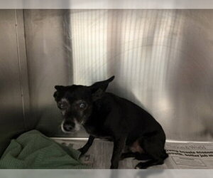 Chihuahua-Unknown Mix Dogs for adoption in Bakersfield, CA, USA