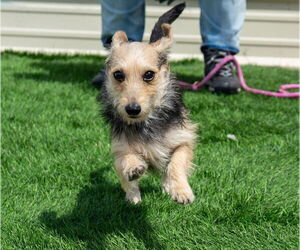 Mutt Dogs for adoption in Lakewood, CO, USA