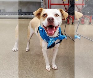 American Pit Bull Terrier-Unknown Mix Dogs for adoption in Bardstown, KY, USA