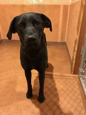 Labrador Retriever Dogs for adoption in Rathdrum, ID, USA