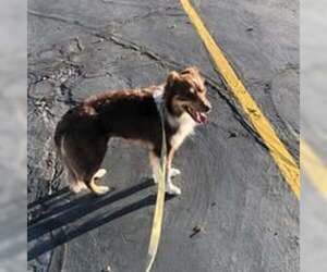 Border Collie Dogs for adoption in Ogden, UT, USA