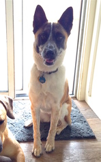 Akita-Unknown Mix Dogs for adoption in Santa Rosa, CA, USA