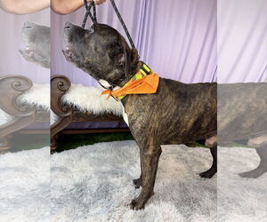 Mastiff Dogs for adoption in Goodyear, AZ, USA