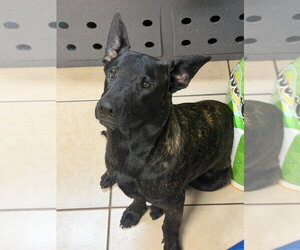 Holland Shepherd Dogs for adoption in Imlay City, MI, USA