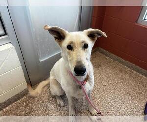 German Shepherd Dog Dogs for adoption in Pueblo, CO, USA
