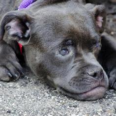 Medium Photo #1 American Pit Bull Terrier Puppy For Sale in Madison, WI, USA