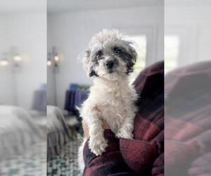 Mutt Dogs for adoption in Oakley, CA, USA