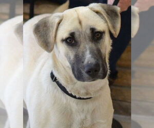 Medium Photo #3 Anatolian Shepherd-Unknown Mix Puppy For Sale in Enfield, CT, USA