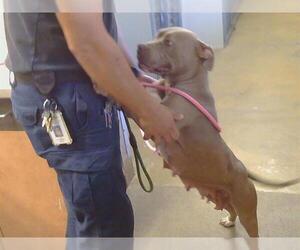 Mutt Dogs for adoption in Sacramento, CA, USA