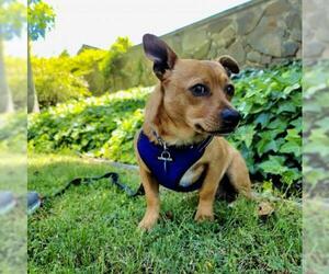 Chiweenie Dogs for adoption in San Francisco, CA, USA