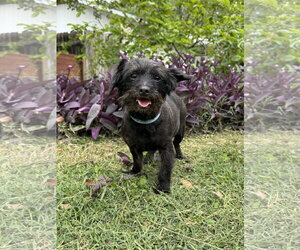 Dachshund-Unknown Mix Dogs for adoption in PIPE CREEK, TX, USA