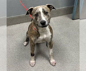 American Pit Bull Terrier-Unknown Mix Dogs for adoption in Las Vegas, NV, USA