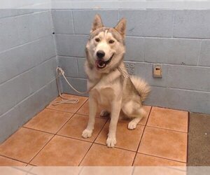 Siberian Husky Dogs for adoption in Downey, CA, USA