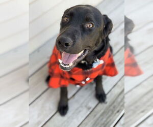 Labrador Retriever-Unknown Mix Dogs for adoption in Plymouth, MN, USA