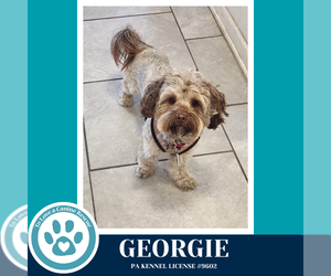 Shih Tzu-Unknown Mix Dogs for adoption in Kimberton, PA, USA