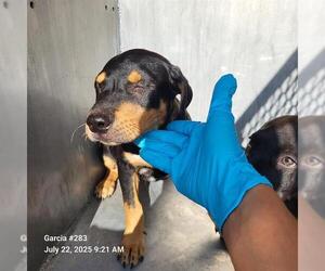 Labrador Retriever-Unknown Mix Dogs for adoption in San Antonio, TX, USA