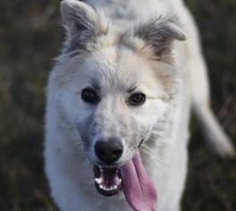 Small Alaskan Malamute-German Shepherd Dog Mix