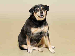 Medium Photo #1 Black and Tan Coonhound-Unknown Mix Puppy For Sale in Vero Beach, FL, USA