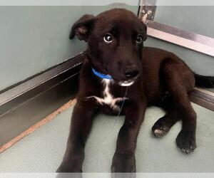 German Shepherd Dog-Unknown Mix Dogs for adoption in Moreno Valley, CA, USA