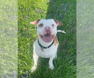 Staffordshire Bull Terrier-Unknown Mix Dogs for adoption in Louisville, KY, USA
