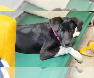 Great Dane-Greater Swiss Mountain Dog Mix Dogs for adoption in garner, NC, USA