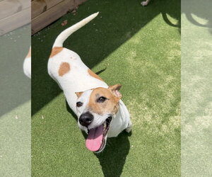 Red Heeler-Unknown Mix Dogs for adoption in The Woodlands, TX, USA