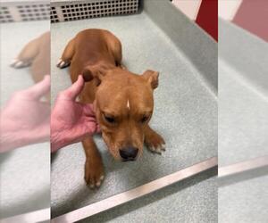 American Pit Bull Terrier Dogs for adoption in Plano, TX, USA