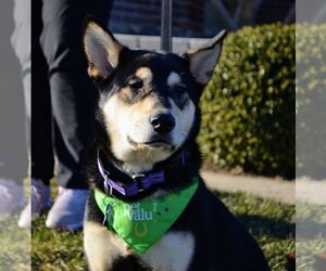 Shiba Inu-Unknown Mix Dogs for adoption in Lancaster, PA, USA