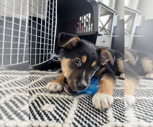 German Shepherd Dog-Unknown Mix Dogs for adoption in Sandy, UT, USA