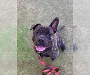 Mutt Dogs for adoption in Las Vegas, NV, USA