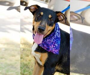 Doberman Pinscher-Labrador Retriever Mix Dogs for adoption in Arlington, TX, USA