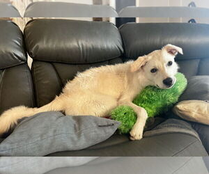 Labrenees Dogs for adoption in Royal Palm Beach, FL, USA