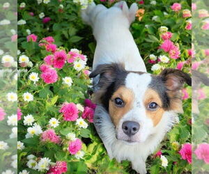 Australian Shepherd Dogs for adoption in Menifee, CA, USA