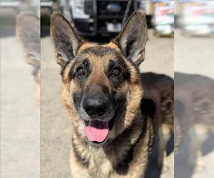 German Shepherd Dog-Unknown Mix Dogs for adoption in Woodland, CA, USA