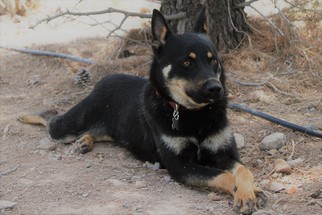 Australian Kelpie-Unknown Mix Dogs for adoption in Alamogordo, NM, USA