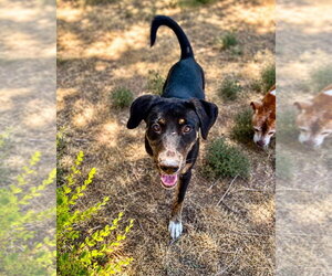 Boxer-Unknown Mix Dogs for adoption in Salt Lake City, UT, USA