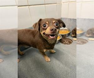 Chihuahua Dogs for adoption in San Antonio, TX, USA