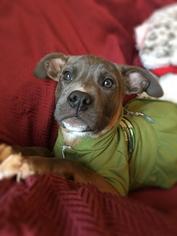 Bullboxer Pit Dogs for adoption in Greensboro, GA, USA