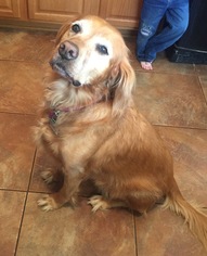 Golden Retriever Dogs for adoption in Chandler, AZ, USA