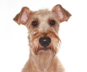 Mutt Dogs for adoption in Oakland Park, FL, USA