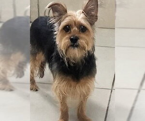 Mutt Dogs for adoption in Oakland Park, FL, USA