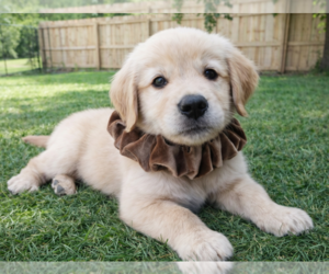 Golden Retriever Dogs for adoption in Grovertown, IN, USA