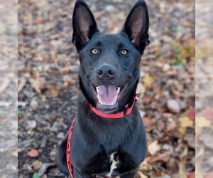 Labrador Retriever-Unknown Mix Dogs for adoption in Canton, CT, USA